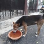 Project Water Bowl